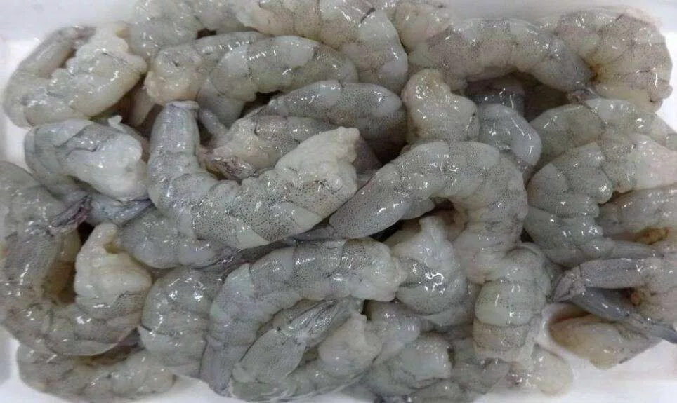 GEPELDE SCAMPI'S 16/20